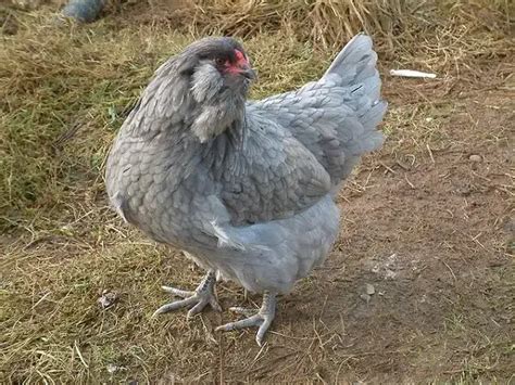 Ameraucana: Chicken Breed Information and Owner’s .